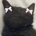 SA_catslep Discord Emoji