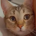 catt