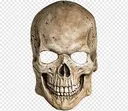 skull
