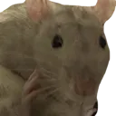 RatStare RatStare
