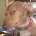 Megasus Discord Emoji