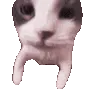 catkiss