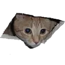 catkukusiki catkukusiki