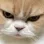 gatoangry