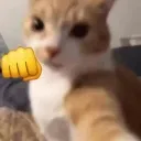catpunch