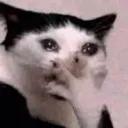 sobbinhcat