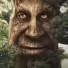wisemysterioustree