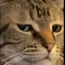 smug
