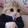 swagcat