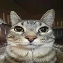 tellmemore