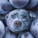 Bluedog Discord Emoji