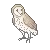 a_owl