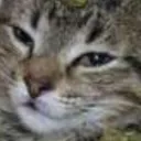 kushcat