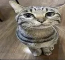 Gato