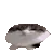 wawacatfast