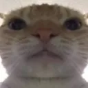 catstare Discord Emoji