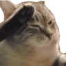 catsalute