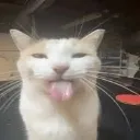 sili