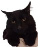 salem Discord emoji