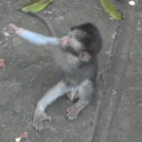 ape_hug2 Discord Emoji