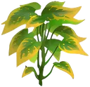 Sweet_Leaf