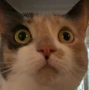stare