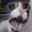 catnOOOO