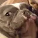 Hankjudge