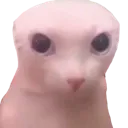 Bingus