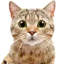yamatajii
