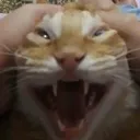 gatoscreech