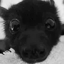 bat_stare