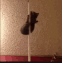 cat_pole_dance Discord Emoji