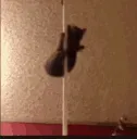 cat_pole_dance