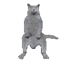 catdanse Discord Emoji