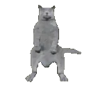 catdanse