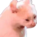 Catscream catscream Discord Emoji