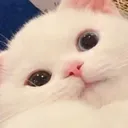 0_cat 0_cat