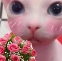 bingus_flower
