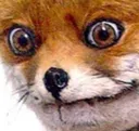 Fox2