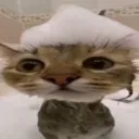 meow meow