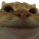 Z_CatNo Z_CatNo
