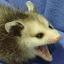screm