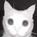 strashni_cat