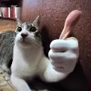 thumbsupcat