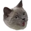 Suzuhype