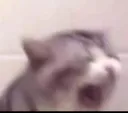 SCREAM