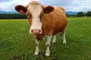 cow