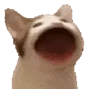 popcat popcat