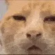 HUHcat